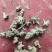 密蒙花新货密萌花野生密萌花干货太阳凉嗮干货