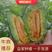 河北青县香瓜博洋9甜瓜羊角蜜热卖口感酥脆大量有货，