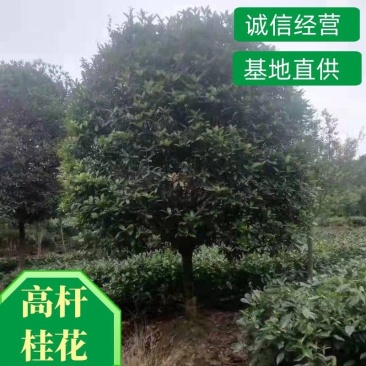 高杆桂花基地直供欢迎各位商家进店咨询采购
