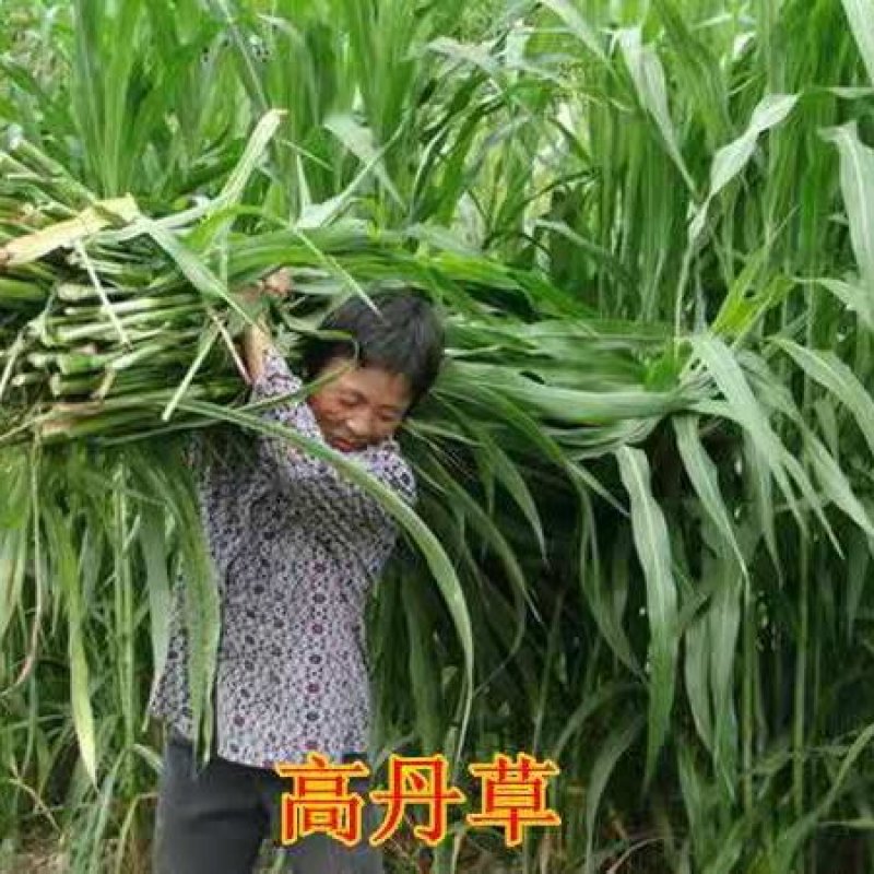 高产牧草高丹王，牛羊驴马都爱吃的高产牧草种子