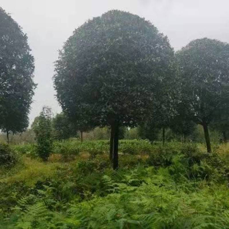 高杆桂花基地直供欢迎各位商家进店咨询采购