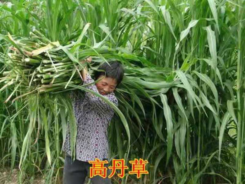 高产牧草高丹王，牛羊驴马都爱吃的高产牧草种子