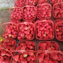 九九草莓中果