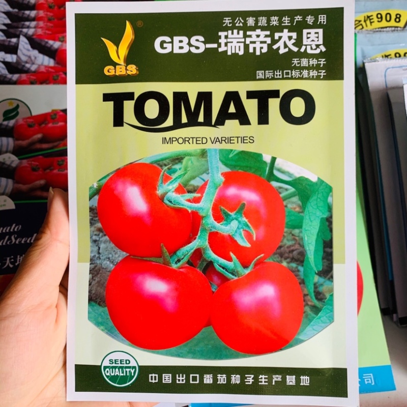极早熟无绿肩鲜红番茄种子无限生长型大果西红柿抗病