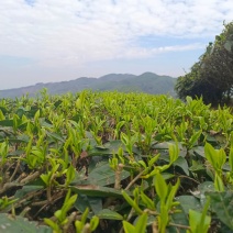 云南自家普洱茶，今年春茶