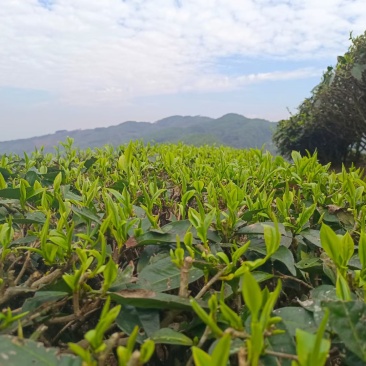 云南自家普洱茶，今年春茶