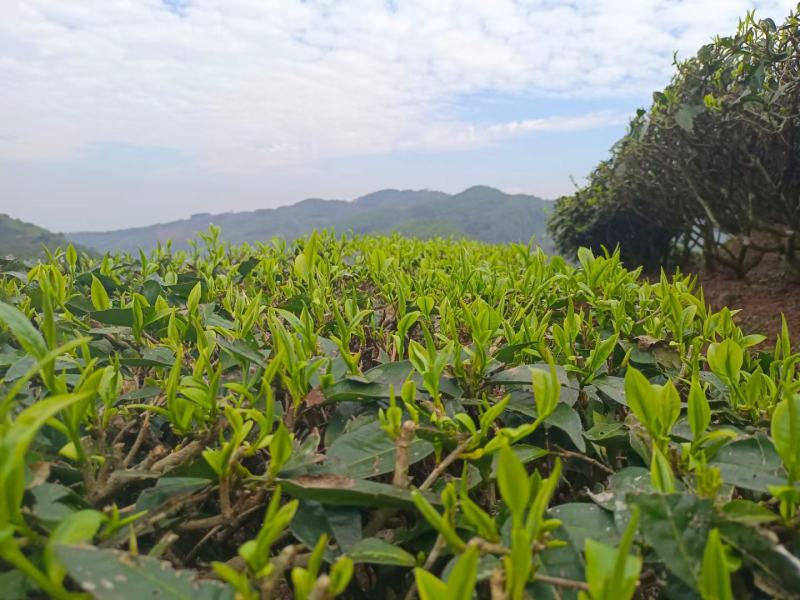 云南自家普洱茶，今年春茶