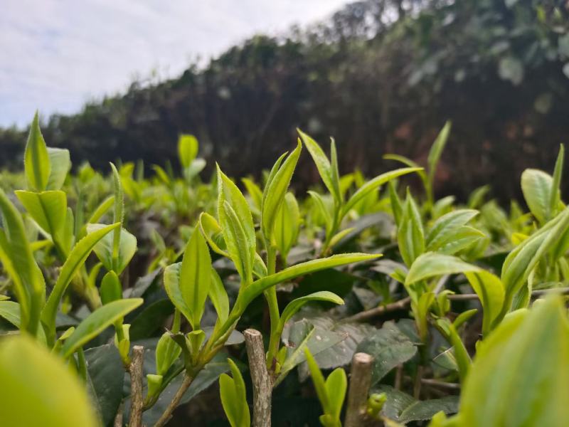 云南自家普洱茶，今年春茶