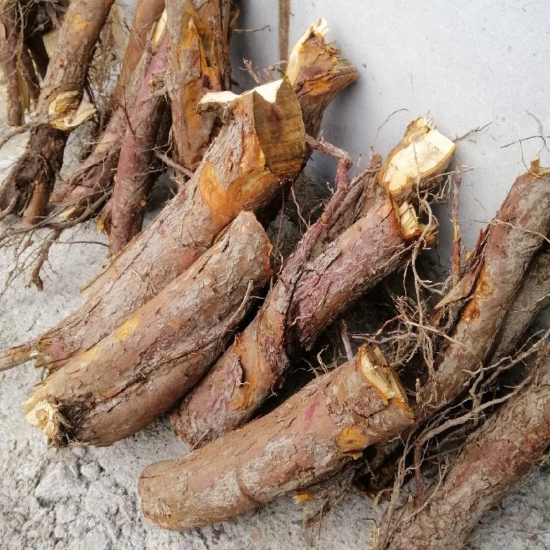 红豆杉绿化树，皮，叶，根都是宝