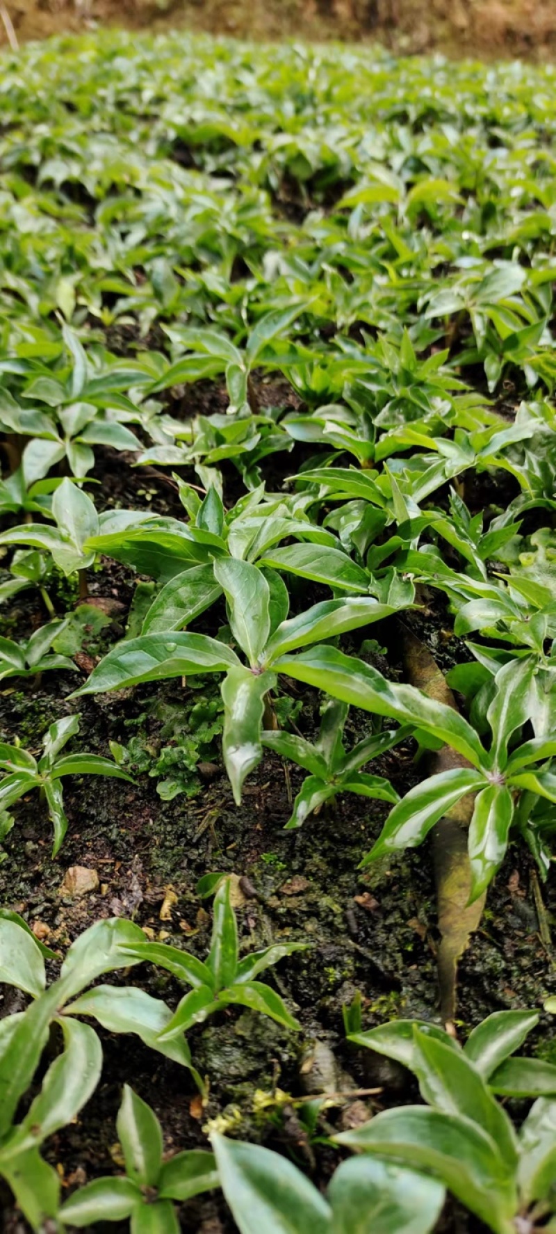 华重楼苗，2进3【高杆华重楼】【单芽】【产量非常高】