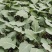 越冬松花100天花菜苗、耐寒青梗白面矮脚，技术指导种植。