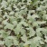 越冬松花100天花菜苗、耐寒青梗白面矮脚，技术指导种植。