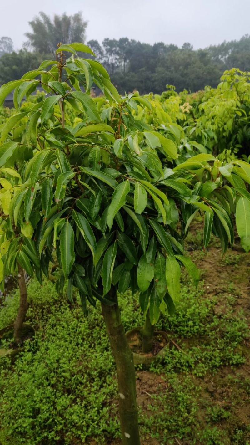 绿植高压圈枝荔枝桩头苗，黑叶，桂味，妃子笑苗
