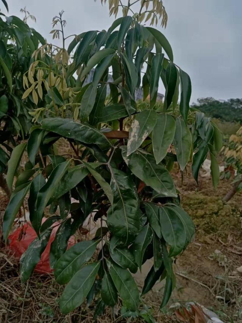 绿植高压圈枝荔枝桩头苗，黑叶，桂味，妃子笑苗
