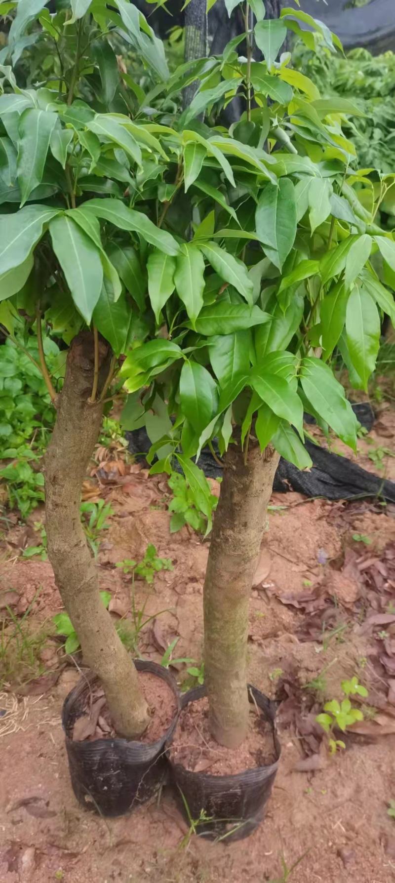 绿植高压圈枝荔枝桩头苗，黑叶，桂味，妃子笑苗