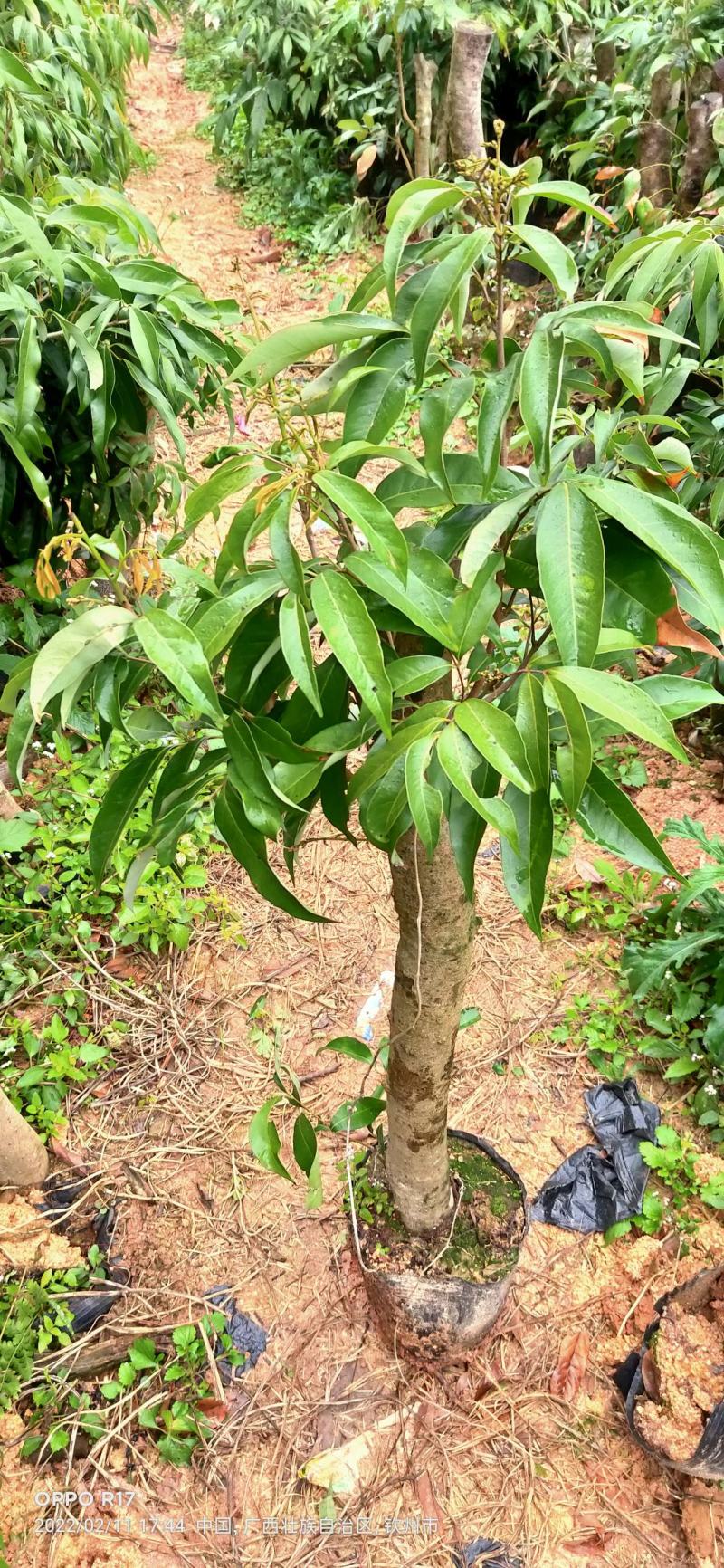 绿植高压圈枝荔枝桩头苗，黑叶，桂味，妃子笑苗
