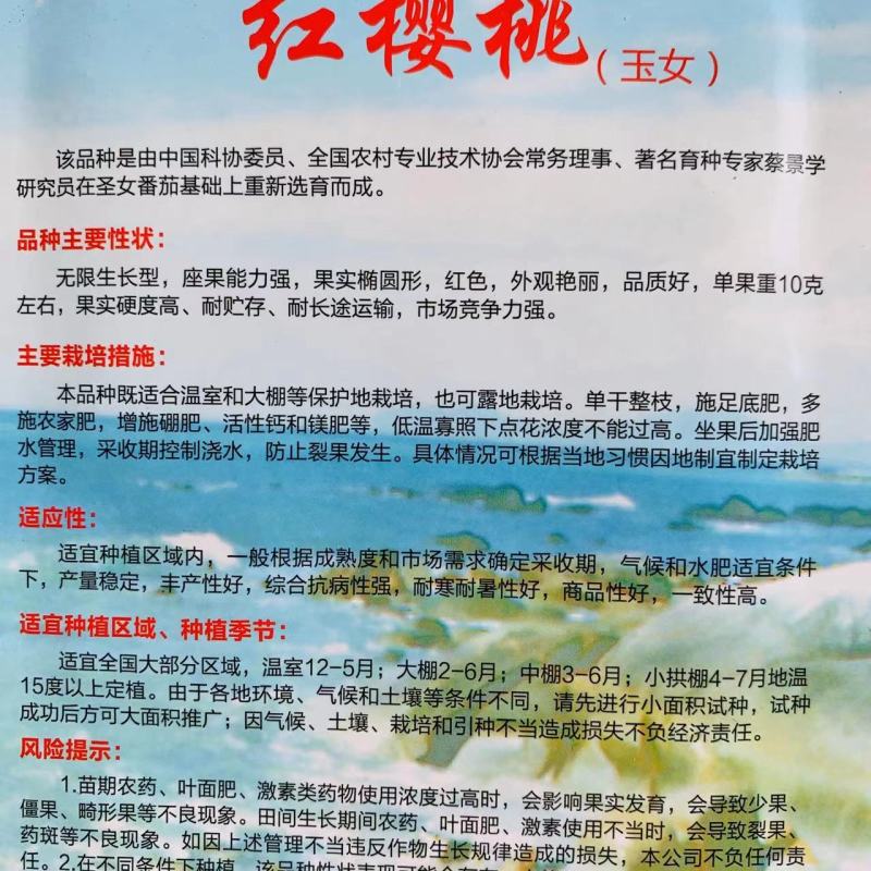 红樱桃番茄种子玉女番茄无限生长型小番茄种子椭圆形硬度高