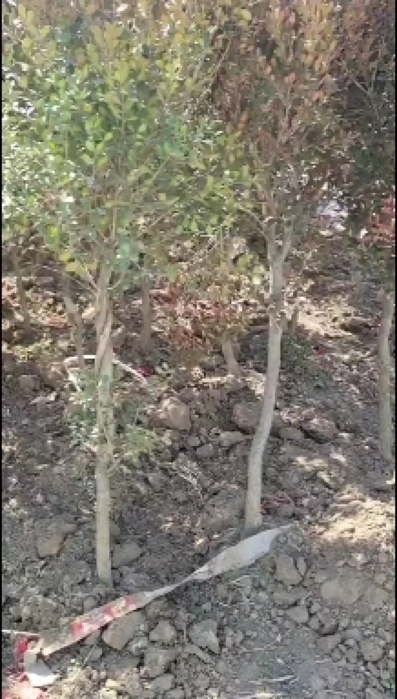 瓜子黄杨树小叶黄杨优质苗基地批发苏北公鼎绿化苗木园艺
