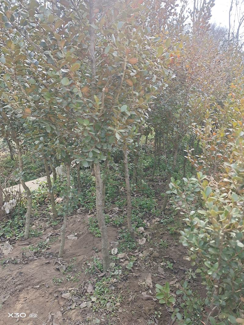 瓜子黄杨树小叶黄杨优质苗基地批发苏北公鼎绿化苗木园艺