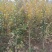 瓜子黄杨树小叶黄杨优质苗基地批发苏北公鼎绿化苗木园艺