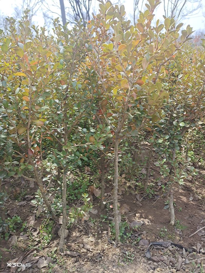 瓜子黄杨树小叶黄杨优质苗基地批发苏北公鼎绿化苗木园艺