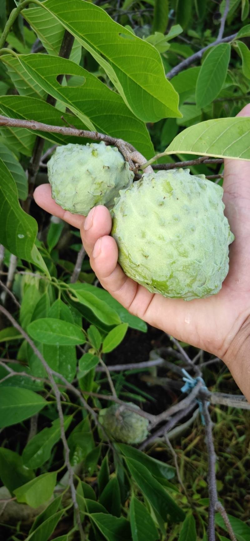 包邮靓品【广西灵山县四季释迦果苗】/直销