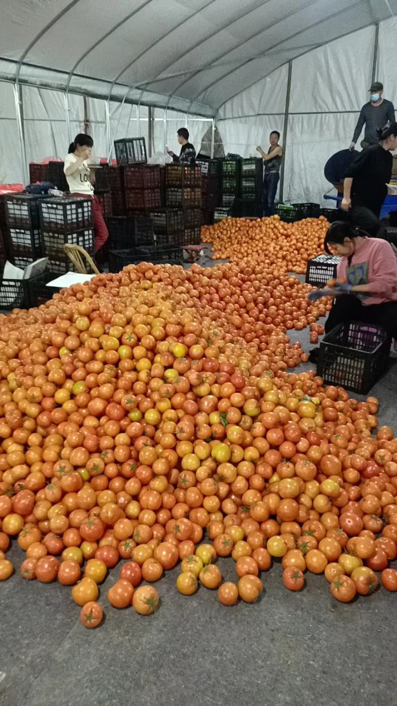 精选硬粉西红柿果形圆整色泽好一手货源保证品质支持视频看货