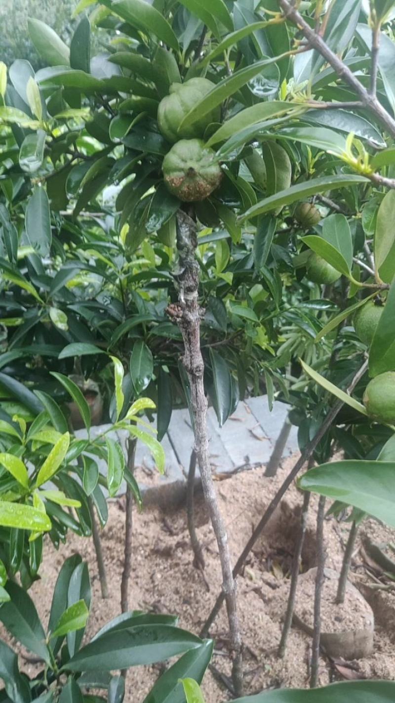 包邮靓品【广西灵山县黄金山竹苗嫁接苗】/直销产品