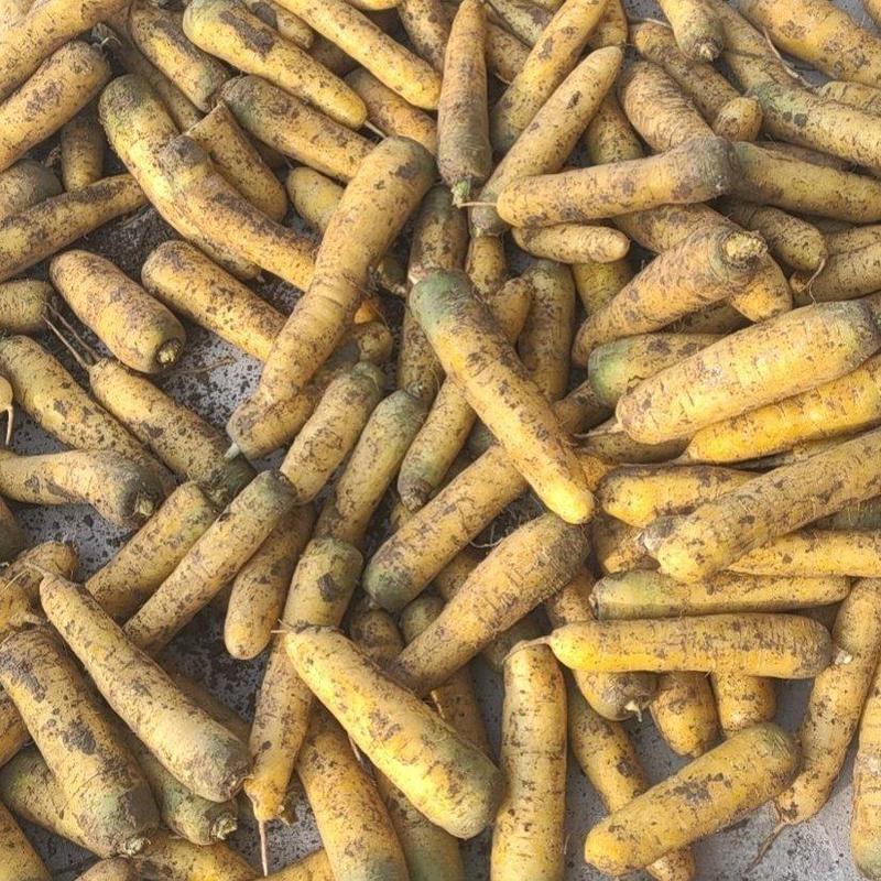 新疆绿源种植农民专业合作社种植的青罗卜黄罗卜胡萝卜