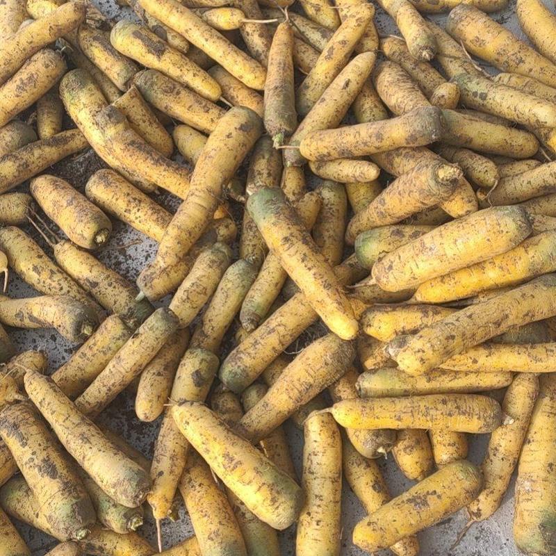 新疆绿源种植农民专业合作社种植的青罗卜黄罗卜胡萝卜