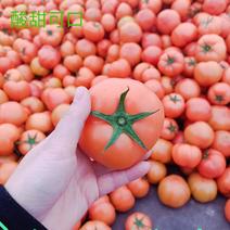精选硬粉西红柿果形圆整色泽好一手货源保证品质支持视频