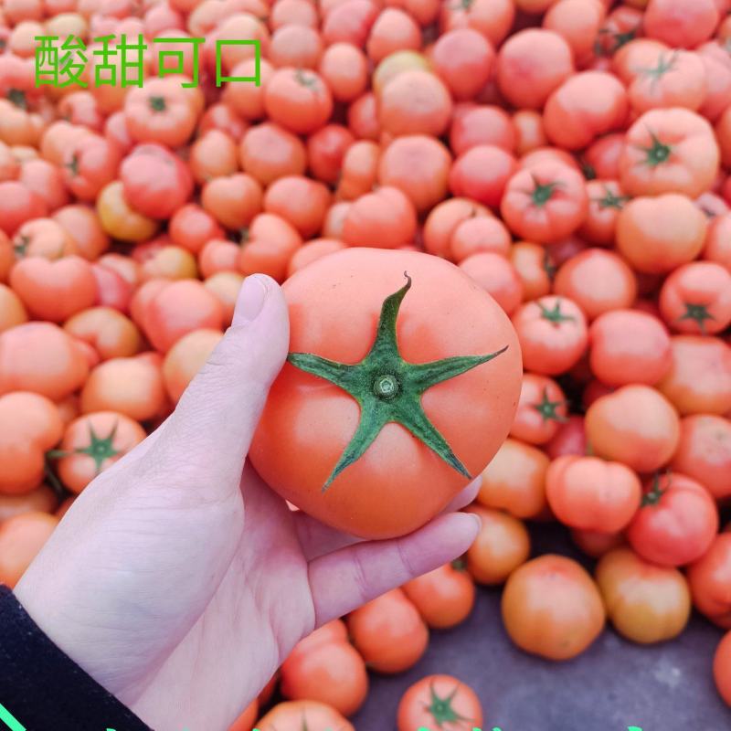 精选硬粉西红柿果形圆整色泽好一手货源保证品质支持视频看货