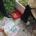 野生蓠蒿