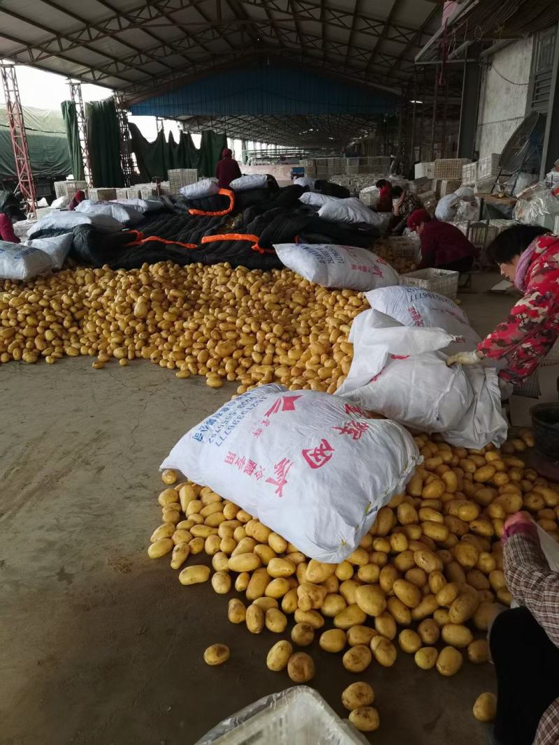 优质土豆批发，大量供应，品质保障可视频看货，欢迎采购