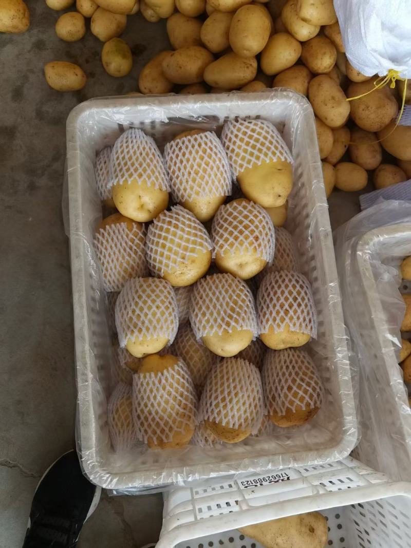 优质土豆批发，大量供应，品质保障可视频看货，欢迎采购