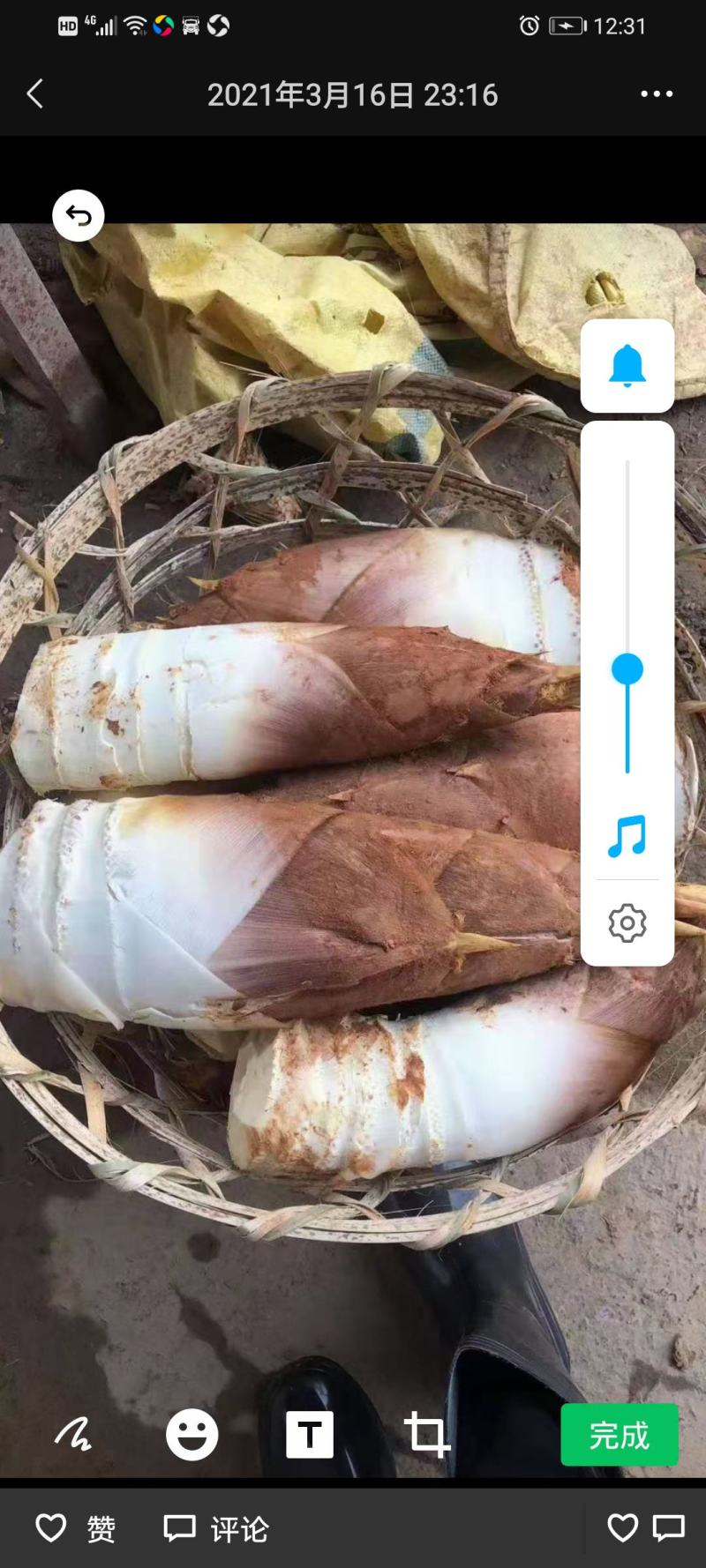 春笋
