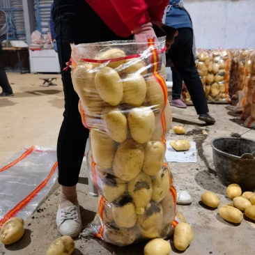 山东荷兰十五土豆，产地直供，货源充足，可视频看货