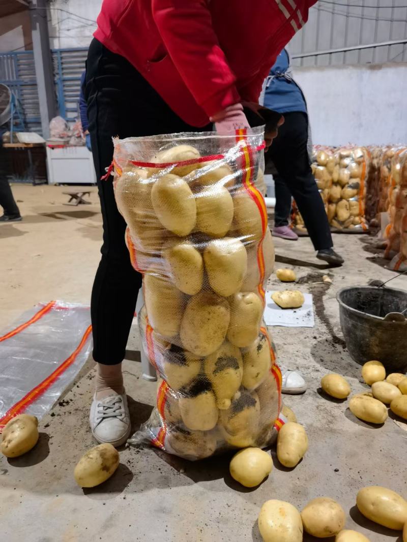 山东荷兰十五土豆，产地直供，货源充足，可视频看货