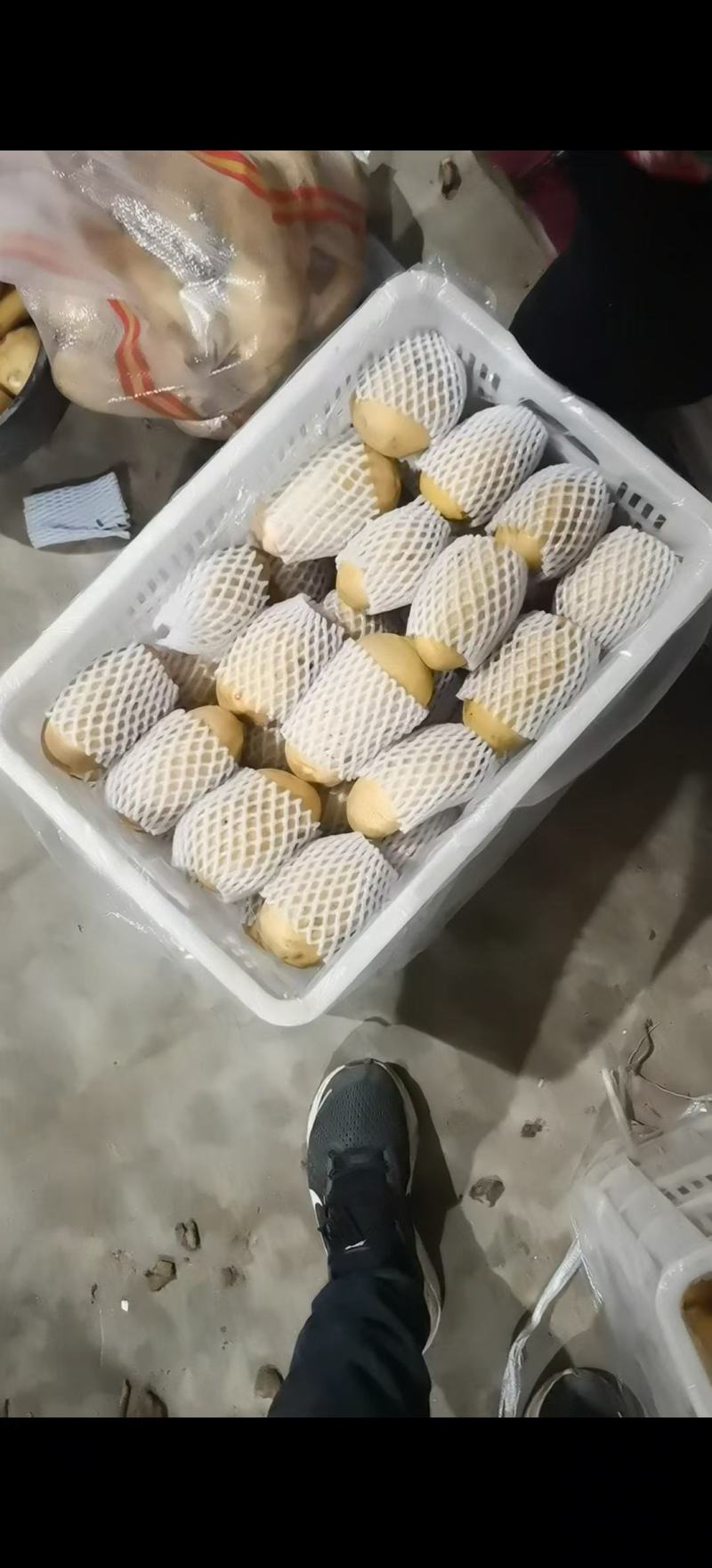 山东荷兰十五土豆，产地直供，货源充足，可视频看货