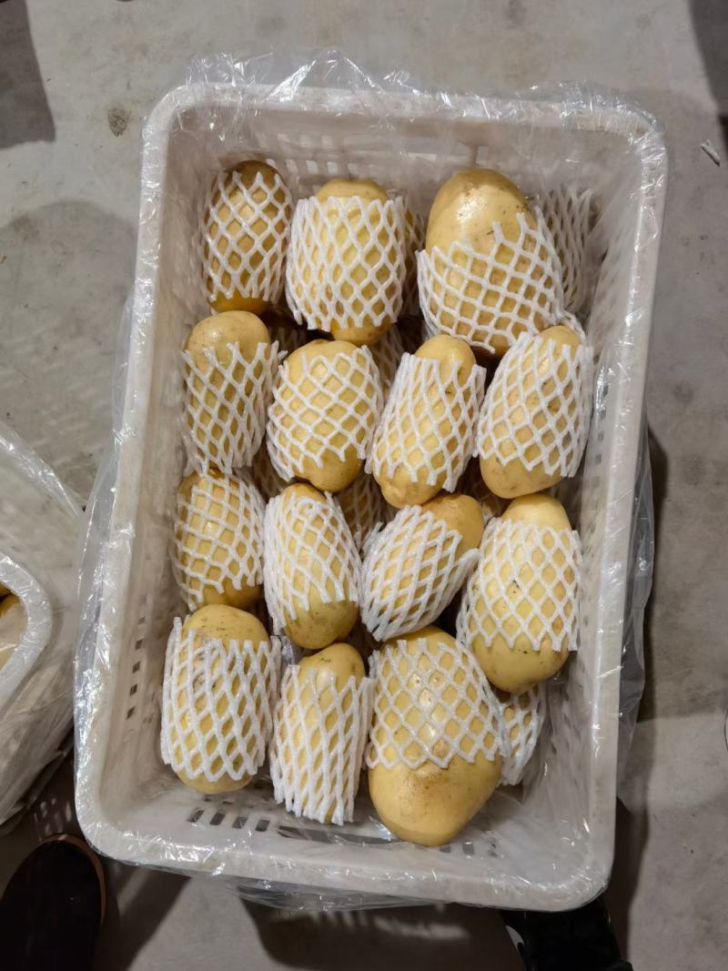 山东荷兰十五土豆，产地直供，货源充足，可视频看货