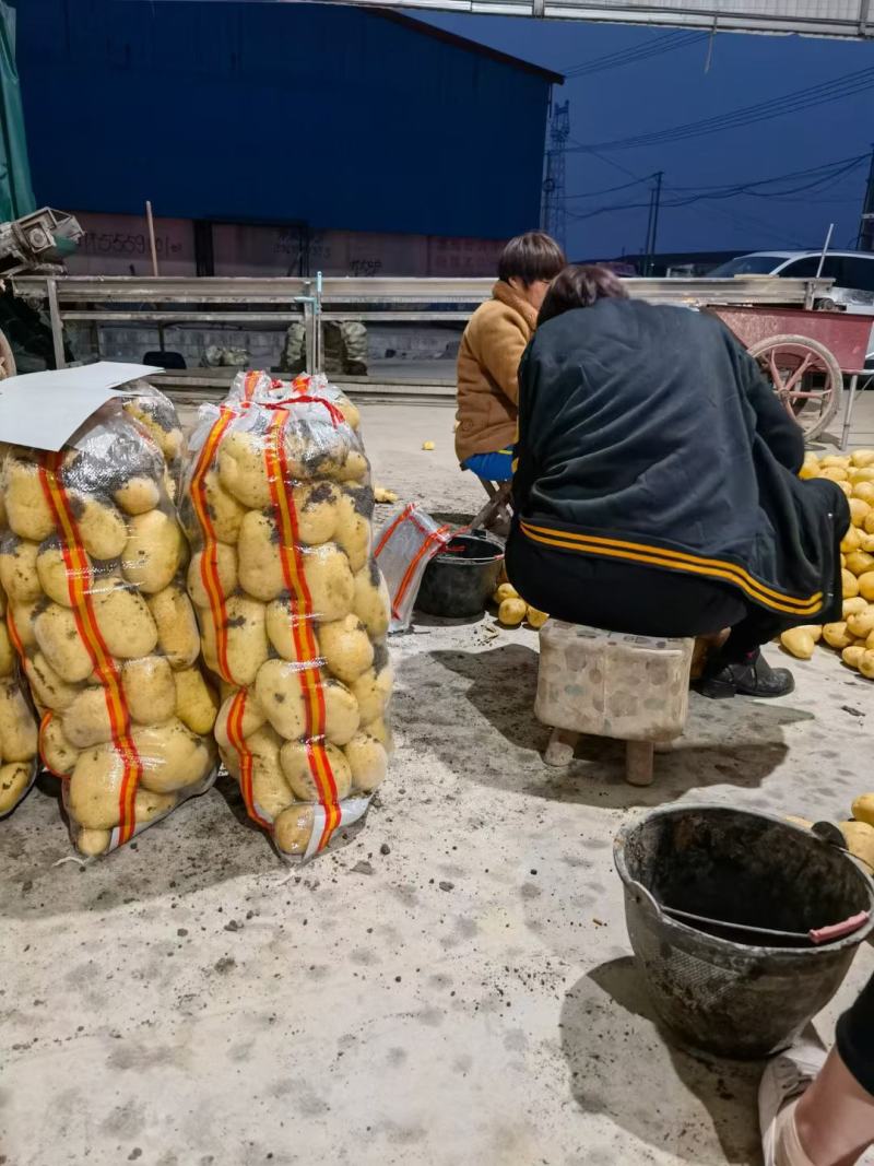 山东荷兰十五土豆，产地直供，货源充足，可视频看货