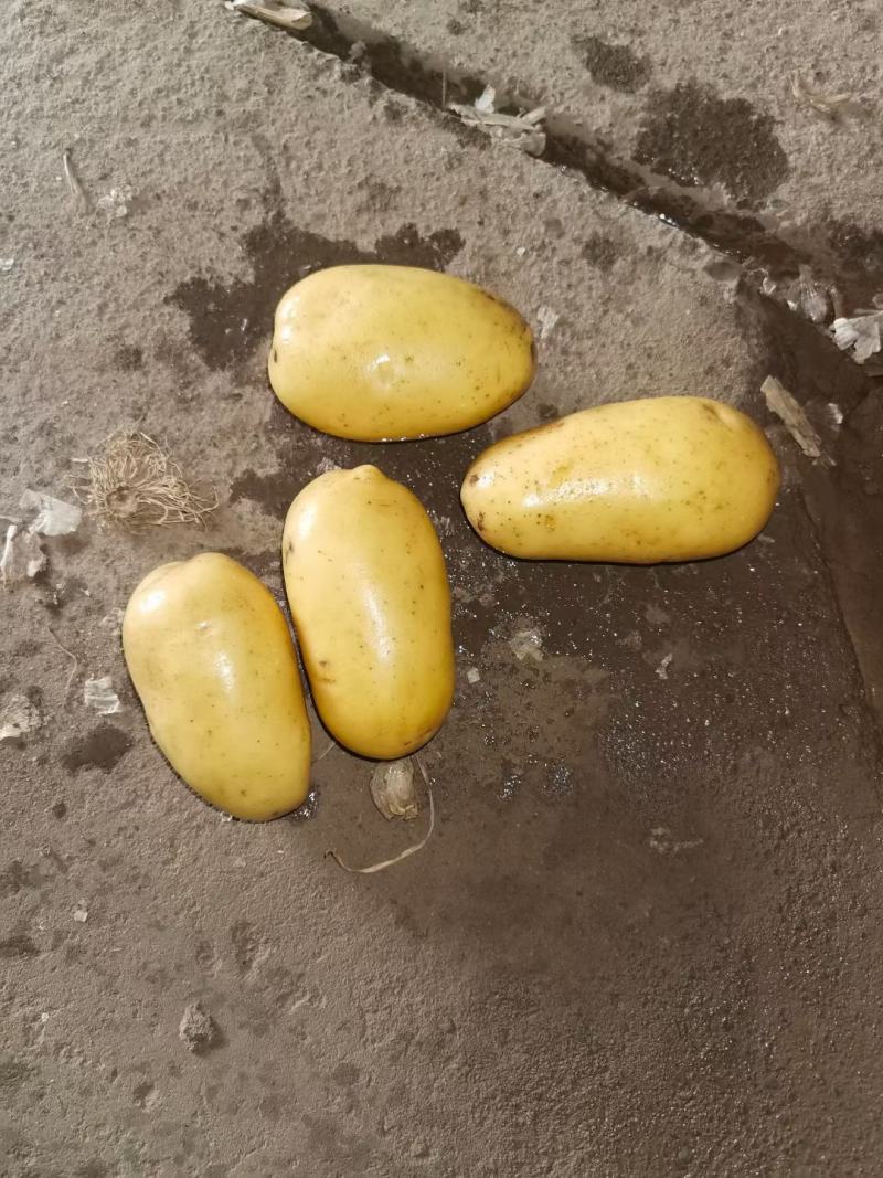 山东荷兰十五土豆，产地直供，货源充足，可视频看货