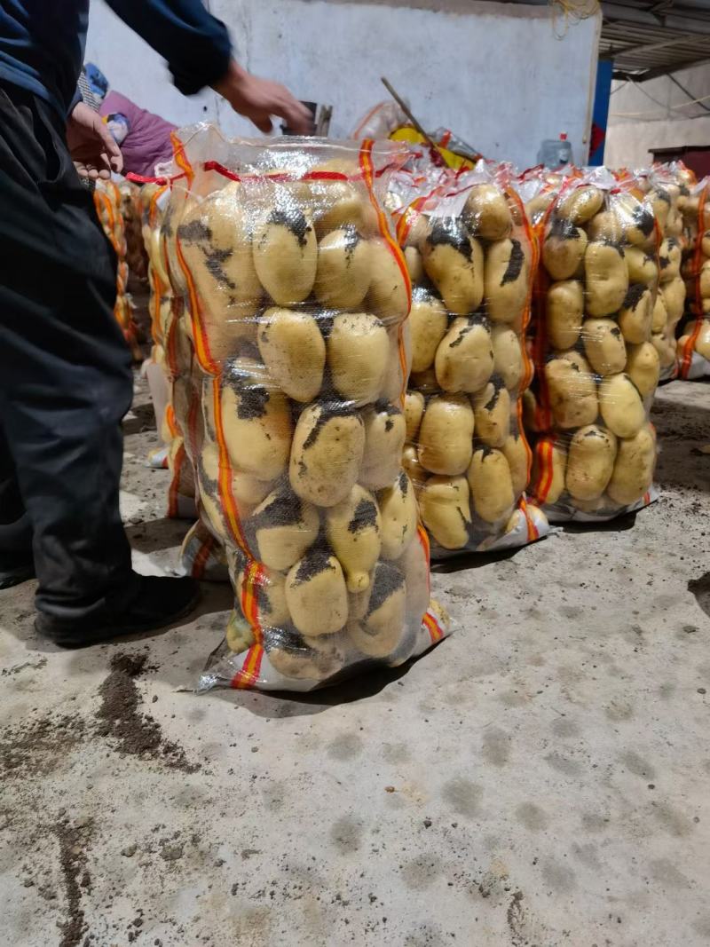 山东荷兰十五土豆，产地直供，货源充足，可视频看货