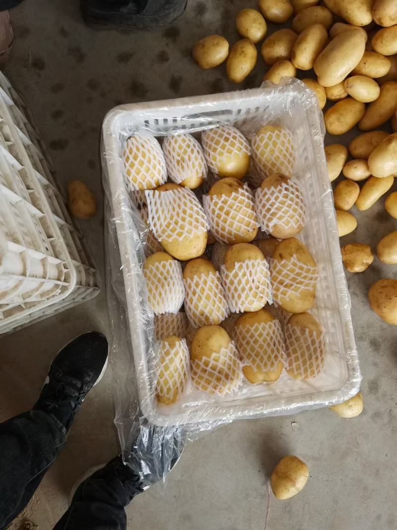 山东荷兰十五土豆，产地直供，货源充足，可视频看货