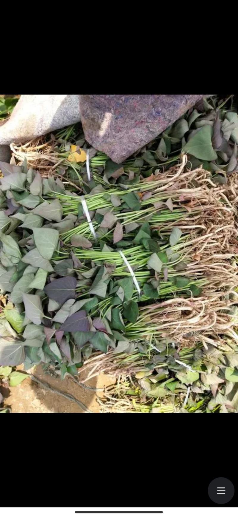 一点红
