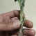 菊花苗品种菊花大花品种多