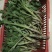 菊花苗品种菊花大花品种多
