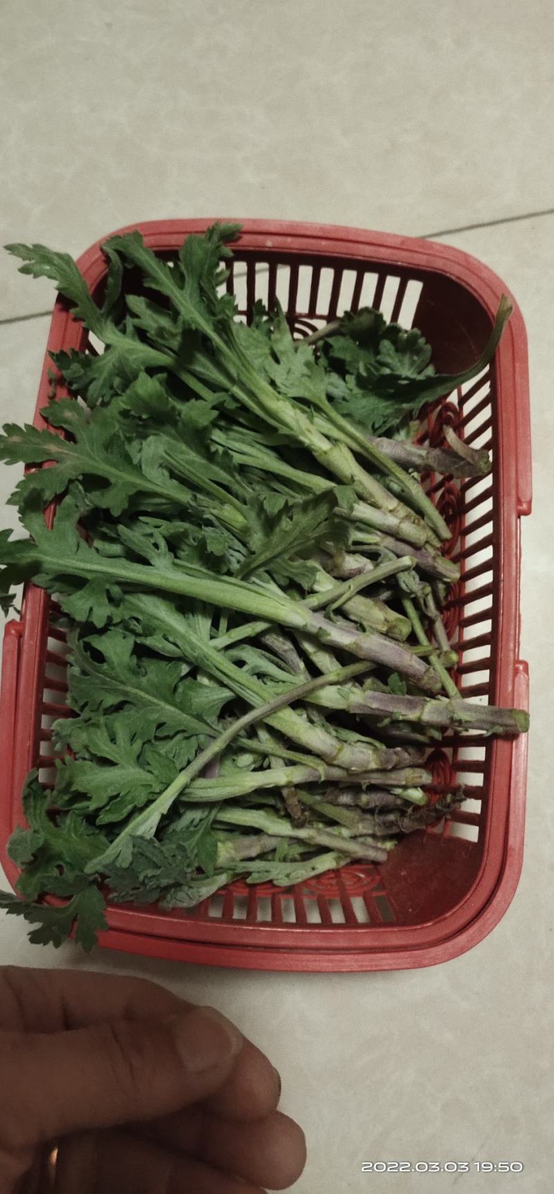 菊花苗品种菊花大花品种多