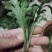 菊花苗品种菊花大花品种多
