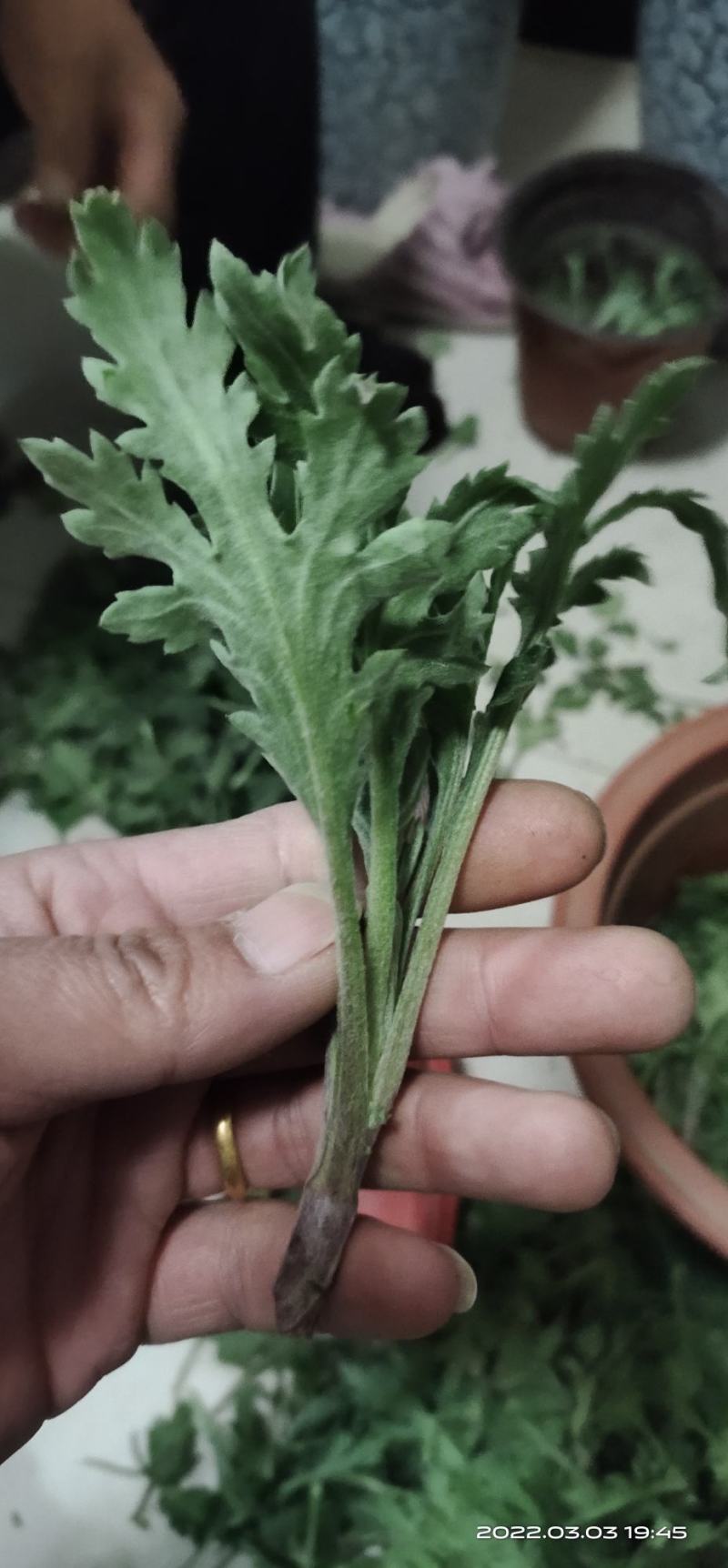 菊花苗品种菊花大花品种多